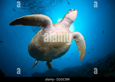 Green Sea Turtle Chelonia Mydas schwimmen entlang einem Korallenriff, Coral Sea, Great Barrier Reef, Pazifik, Queensland, Australien Stockfoto