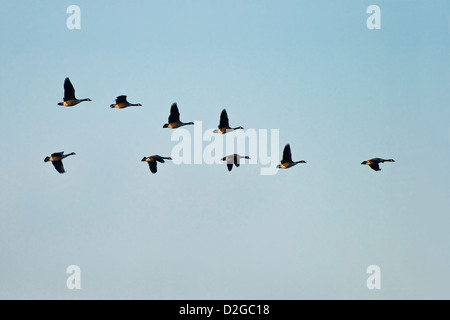 Eine kleine Herde von Kanadagänse fliegen in ein "V" Form Bildung gegen einen blassen blauen Himmel Stockfoto