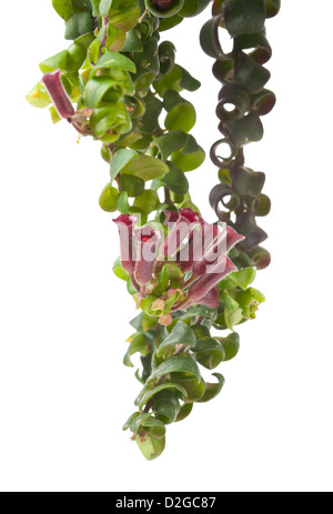 Isolierte Blume - Aeschynanthus Caroline Stockfoto