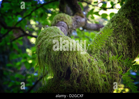 Moose und Farne wachsen auf einem Baum im Wald Stockfoto