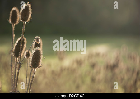 Samenkorn-Köpfe der Karde Dipsacus Fullonum, im Spätherbst Stockfoto