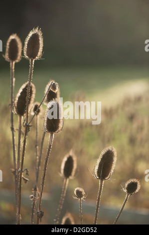 Samenkorn-Köpfe der Karde Dipsacus Fullonum, im Spätherbst Stockfoto