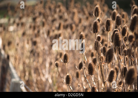 Samenkorn-Köpfe der Karde Dipsacus Fullonum, im Spätherbst, Stockfoto