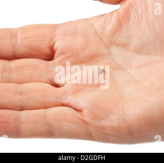 Tote Mücke zerquetscht in einer hand Stockfoto