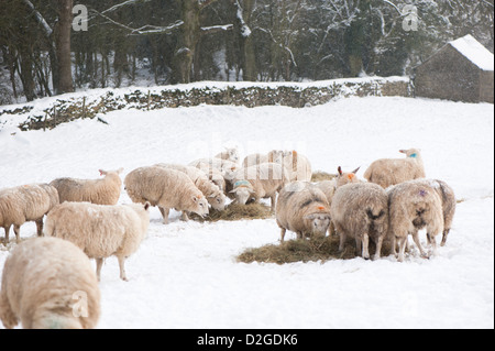 Schaf Essen Heu in einem schneebedeckten Feld in der Nähe von Stroud, Gloucestershire, Cotswolds, England, Vereinigtes Königreich Stockfoto