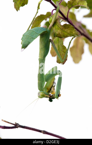 Gottesanbeterin auf eine blühende Tulsi Pflanze essen eine Raupe auf weißen Hintergrund Stockfoto