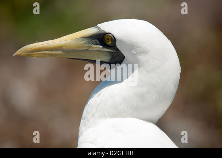 Maskierte Sprengfallen Stockfoto