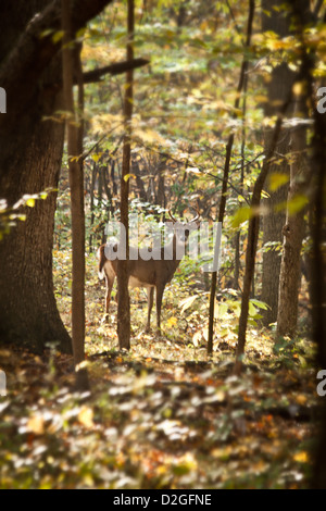 Weiß-angebundene Rotwild (Odocoileus Virginianus), Sharon Woods Metro Park, Westerville, Ohio. Stockfoto