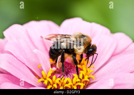 Gemeinsamen östlichen Bumble Bee (Bombus Impatiens), Inniswoods Metro Garten, Westerville, Ohio. Stockfoto