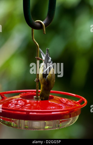 Amerikanische Stieglitz (Zuchtjahr Tristis), Westerville, Ohio. Stockfoto