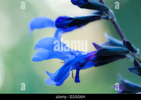 Kolibri-Salbei (Salvia Spathacea), Westerville, Ohio. Stockfoto