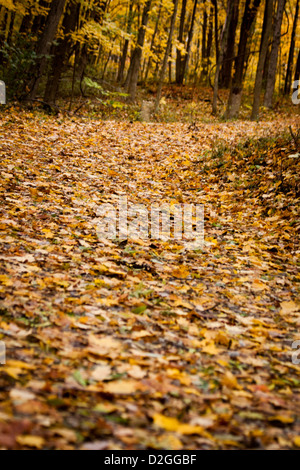 Blätter auf Trail, Sharon Woods Metro Park, Westerville, Ohio. Stockfoto