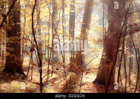 Sharon Woods Metro Park im Herbst, Westerville, Ohio. Stockfoto