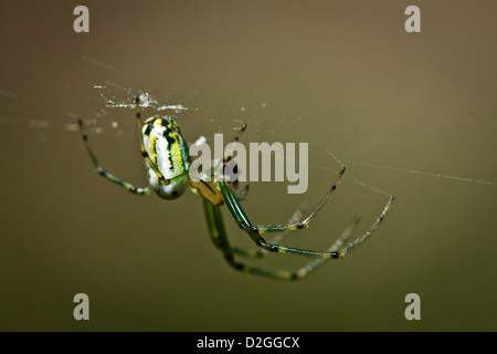 Obstgarten-Orbweaver (Leucauge Venusta), Blendon Woods Metro Park, Westerville, Ohio. Stockfoto