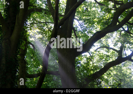Der Sonne Strahlen durch Bäume in der Nähe von Wych Cross Forest Row, Ashdown Forest, Sussex, England Stockfoto