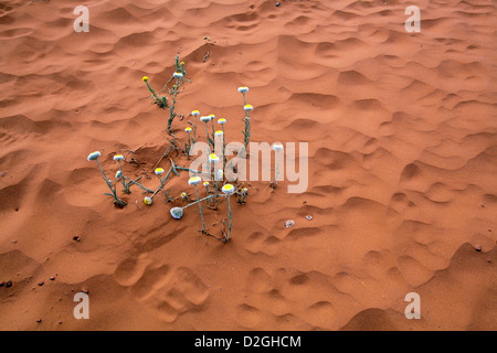 wilde Blumen Stroh Xerochrysum Bracteatum golden ewige Rainbow Valley Central Australia australischen Northern Territory land Stockfoto