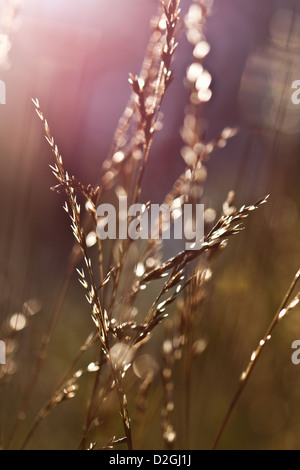 Feld in der Morgen Licht, Sharon Woods Metro Park, Westerville, Ohio. Stockfoto