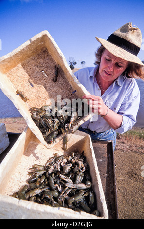 Ernte Süßwasser Yabbies (Cherax Destructor – Albidus) vom Bauernhof Teich, Western Australia Stockfoto