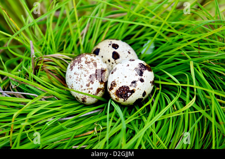 Drei entdeckt Wachtel Eiern in ein Nest von grünen Rasen Stockfoto