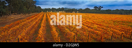 Weinreben im Herbst Victoria Australien Stockfoto