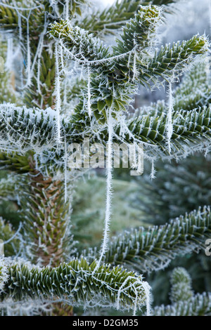 Nahaufnahme von Frost und Spinnweben an Nadelbaum Weihnachtsbaum Stockfoto