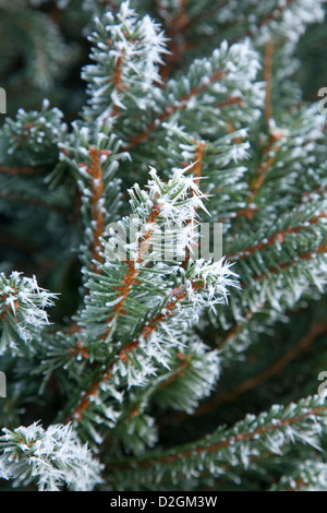 Nahaufnahme der Frost auf Nadelbaum Weihnachtsbaum Stockfoto