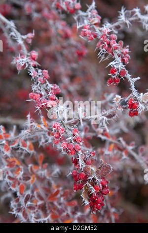 wilde Berberis abgedeckt in einem reif aus Eis mit roten Beeren Stockfoto