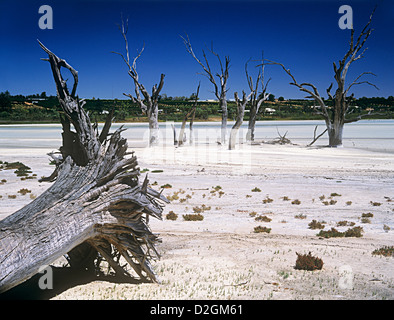 Red Gum Bäume getötet durch steigende Salzgehalt in bewässerte landwirtschaftliche Nutzflächen Murray Riverland District, South Australia Stockfoto