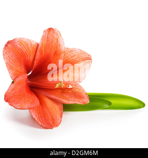 Nahaufnahme des einzigen roten Amaryllis Blume mit hinterlässt auf weißem Hintergrund-Clipping-Pfad enthalten Stockfoto