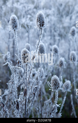 Karde Wildblumen Seedheads in Raureif bedeckt Stockfoto