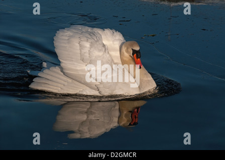 Erwachsenen männlichen Höckerschwan in aggressive Haltung Stockfoto