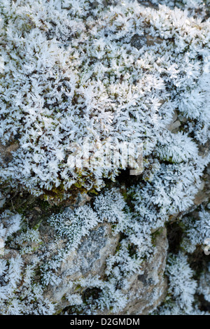 Frostigen Eiskristalle abdecken Moos auf trockenen Stein Wand in englischen Landschaft im winter Stockfoto