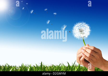 Hände des Mannes, die eine Löwenzahn Blume mit einigen Sporen wegfliegen. Grasgrün und blauer Himmel mit Sonne im Hintergrund. Stockfoto