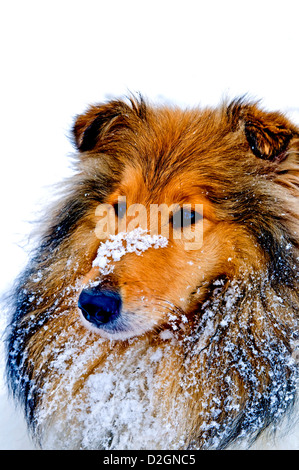 Britische wahr gezüchtet Collie Hund im Schnee Stockfoto