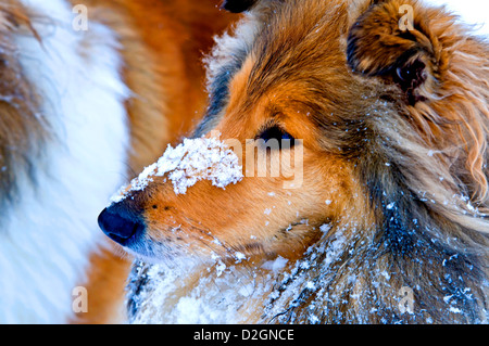 Britische wahr gezüchtet Collie Hund im Schnee Stockfoto