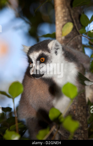 Madagaskar, Ambalavao, Reserve d'Anja, Ringtailed Lemur Lemur Catta sitzt im Baum Stockfoto