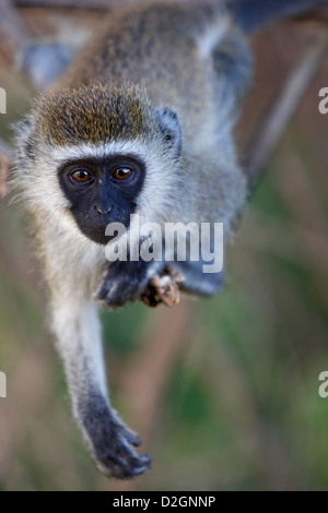 Neugierig Vervet Affen, Samburu National Reserve, Kenia, Kenia, Afrika, Afrika Stockfoto