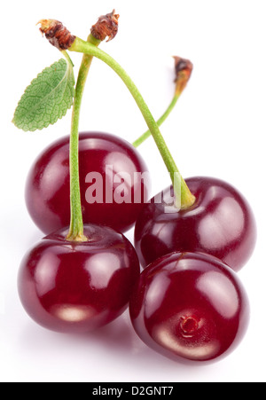 Kirschen mit Blättern auf einem weißen Hintergrund. Stockfoto