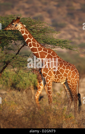 Retikuliert Giraffe Samburu National Reserve Kenia Stockfoto