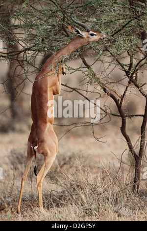 Gerenuk (Litocranius Walleri) steht auf den Hinterbeinen zu essen, Samburu und Buffalo Springs National Reserve, Kenia Stockfoto