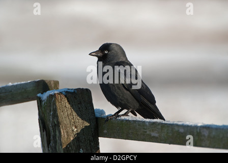 Erwachsenen Dohle thront auf Zaun im Winterschnee Stockfoto