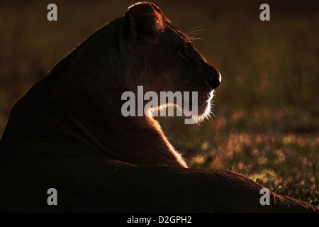 Weibliche Löwen Masai Mara, Portrait. Kenia. Silhouette, Hintergrundbeleuchtung Stockfoto