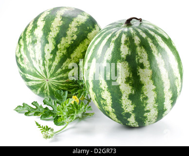 Zwei Wassermelonen mit Blättern auf einem weißen Hintergrund. Stockfoto