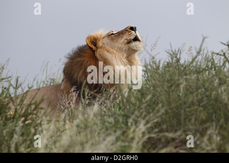 Dominante Männchen Kalahari Löwe, Loewe Löwe Panthera Leo, Südafrika, Botsuana, Kgalagadi Transfrontier Park, brüllen Stockfoto