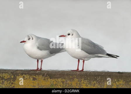 Lachmöwen thront auf Zaun im winter Stockfoto