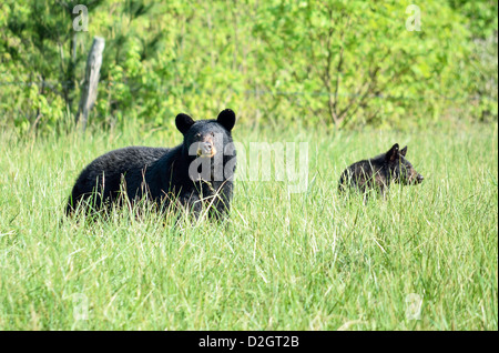 Ein schwarzer Bär Mutter und Jungtier in den Feldern Cades Cove in den Smoky Mountains National Park in Tennessee. Stockfoto