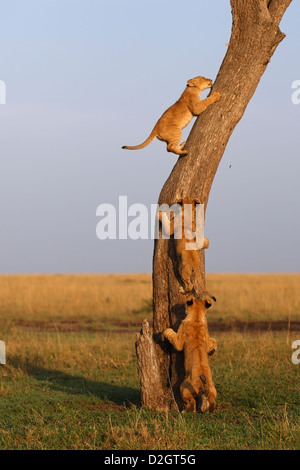 drei Löwen Babys Klettern auf einen Baum, Kenia. Junge Löwen Kletterbaum, spielen, niedlich, erstaunlich, Ausübung Stockfoto