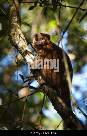 Madagaskar, Ranomafana Nationalpark, Tierwelt, Golden Bamboo Lemur in Baum Stockfoto