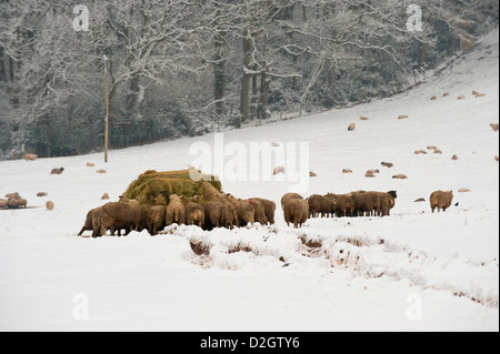 Schafe auf Silage Fütterung Futter Ring auf schneebedeckten Herefordshire Ackerland in der Nähe von Hay-on-Wye Powys Wales UK Stockfoto