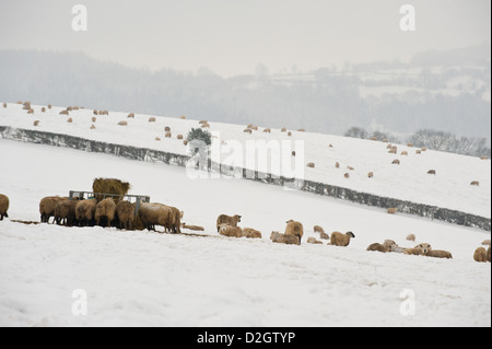 Schafe auf Silage Fütterung Futter Ring auf schneebedeckten Herefordshire Ackerland in der Nähe von Hay-on-Wye Powys Wales UK Stockfoto